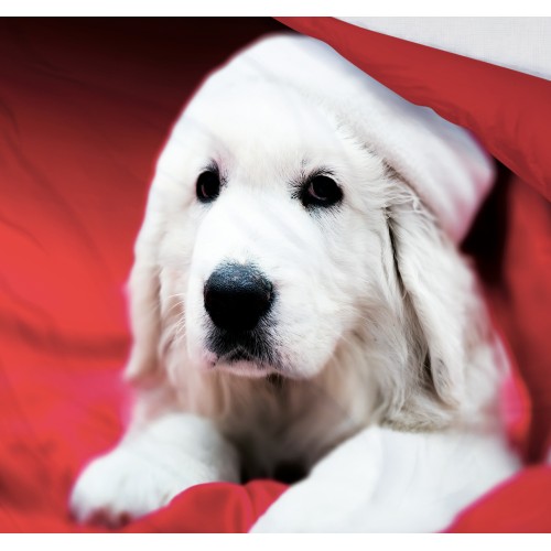 FUNDA NÓRDICA SATÉN HD FOTOGRÁFICO PERRO Labrador Navidad